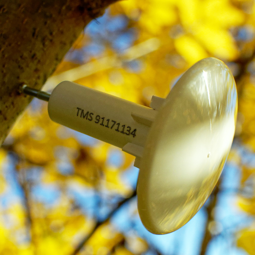 Thermologger on a tree with sun shield