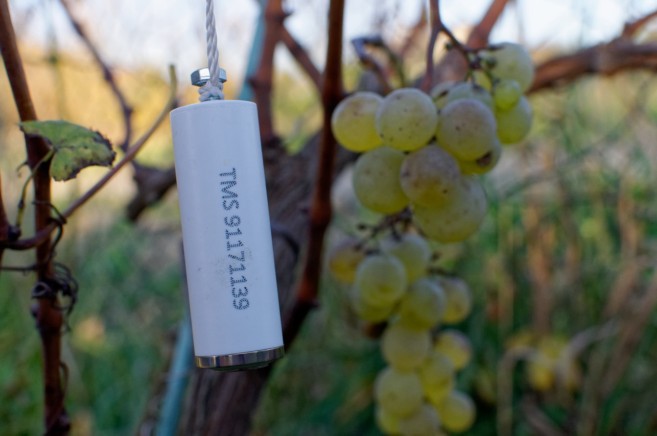 Thermologger in field deployment in a vineyard